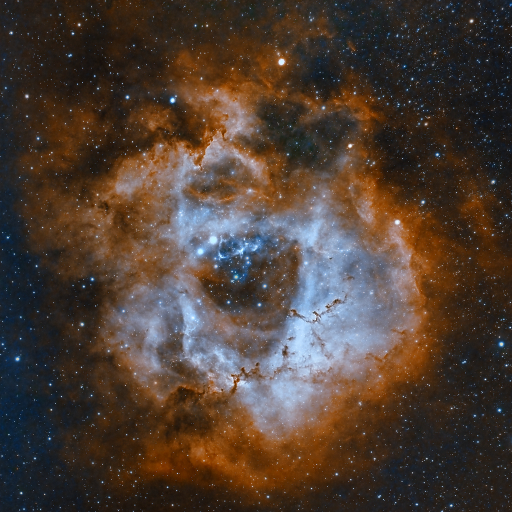 Rosetta Elegante