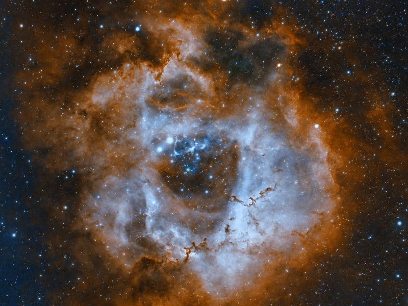 Rosetta Elegante